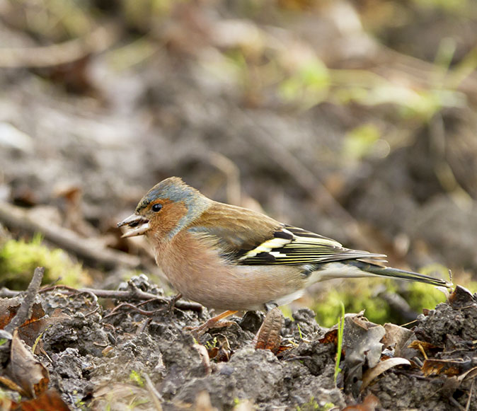 Vink030114