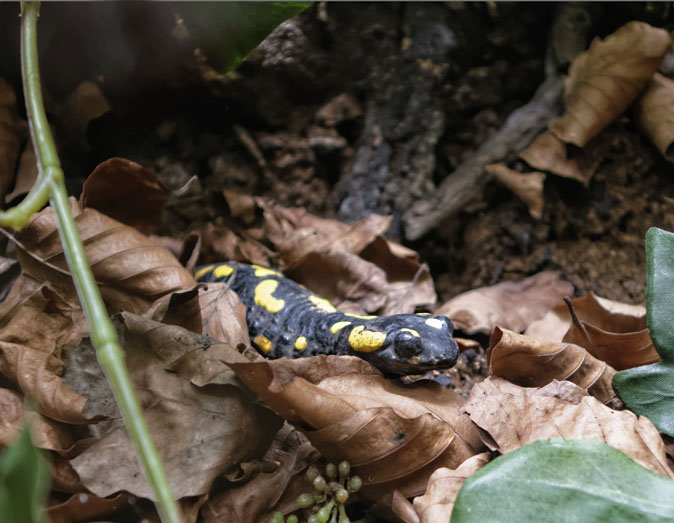 Vuursalamander070114