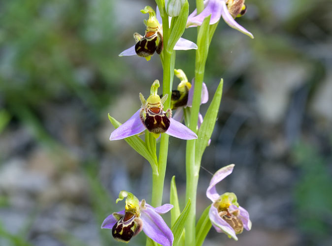 Bijenorchis030609C.JPG