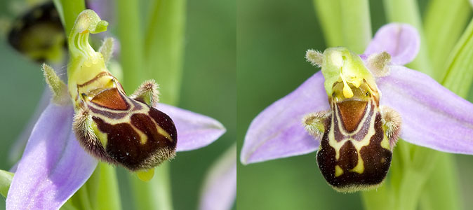 Bijenorchis030609FG_coll.jpg