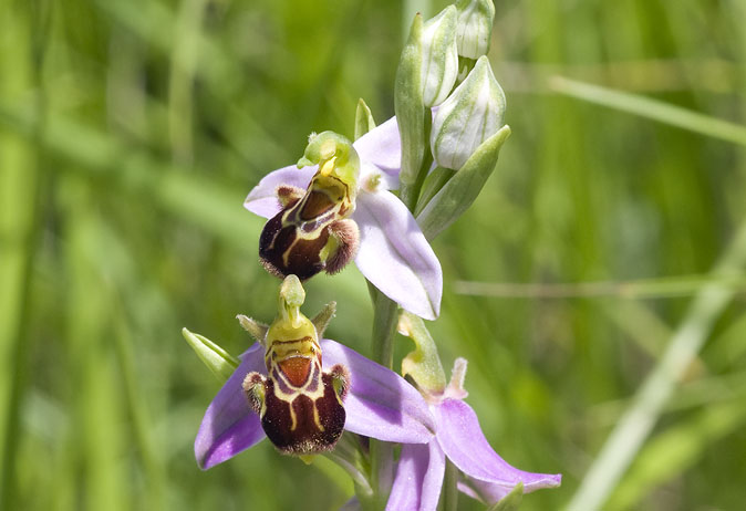 Bijenorchis030609L.JPG