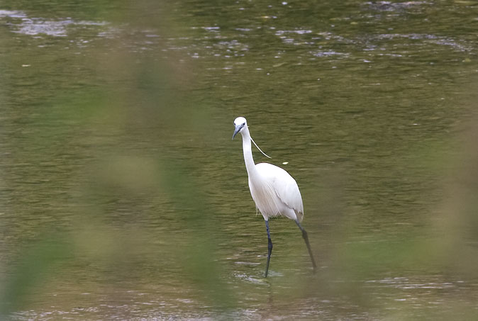 Kleinezilverreiger050609.JPG