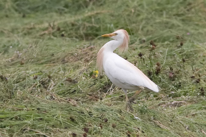 Koereiger110609.JPG