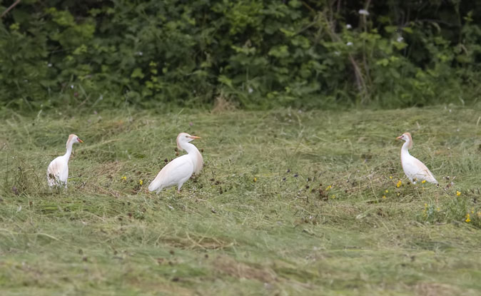 Koereigers110609.JPG