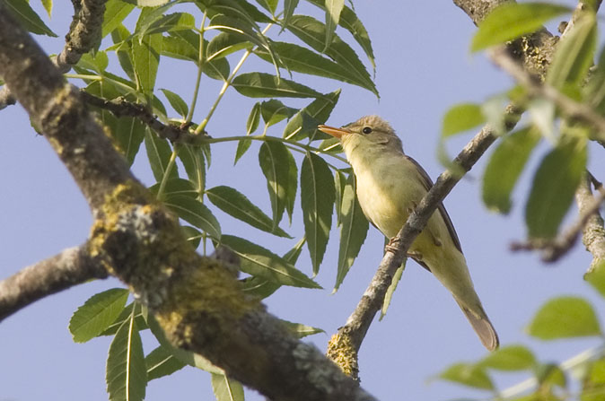 Orpheusspotvogel040609E.JPG