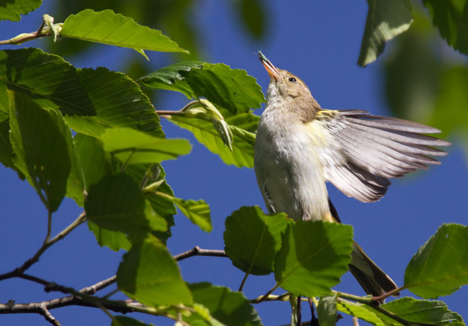 Bergfluiter170610E.JPG