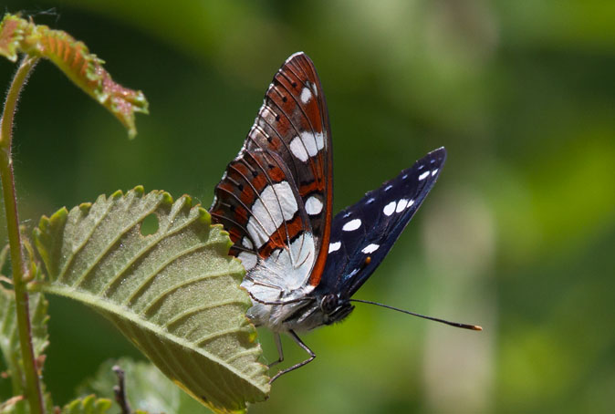 Blauweijsvogelvlinder100610.JPG