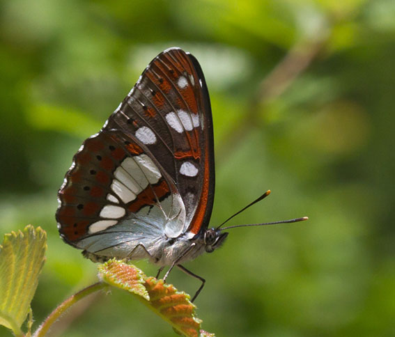 Blauweijsvogelvlinder100610D.JPG