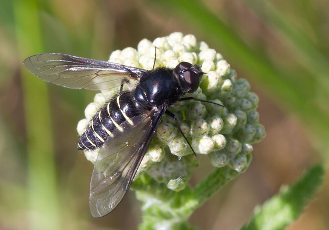 Lomatialateralis160610.JPG