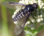 Lomatialateralis160610_kl.jpg