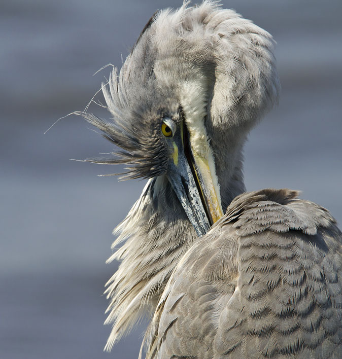 Blauwereiger120711D.JPG