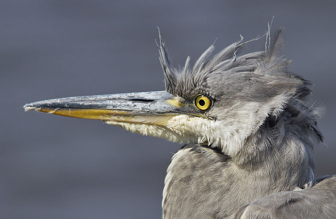 Blauwereiger120711E.JPG