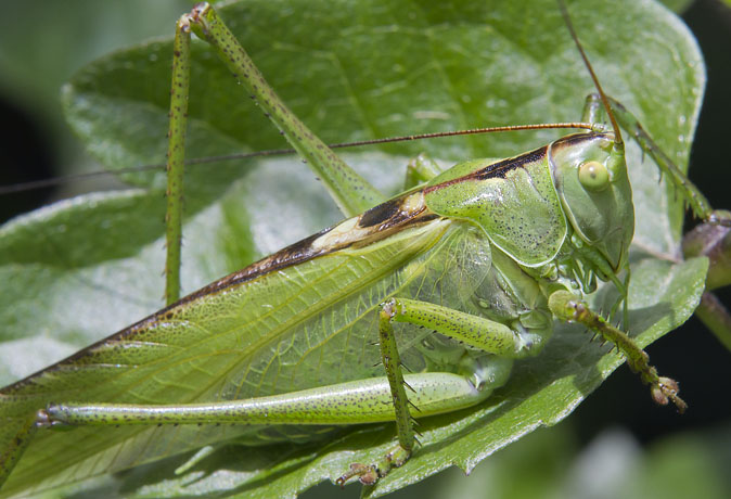 Grotegroenesabelsprinkhaan240611B.JPG