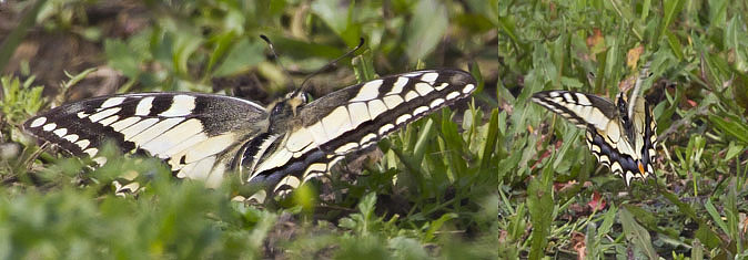 Koninginnenpage280711_coll.JPG