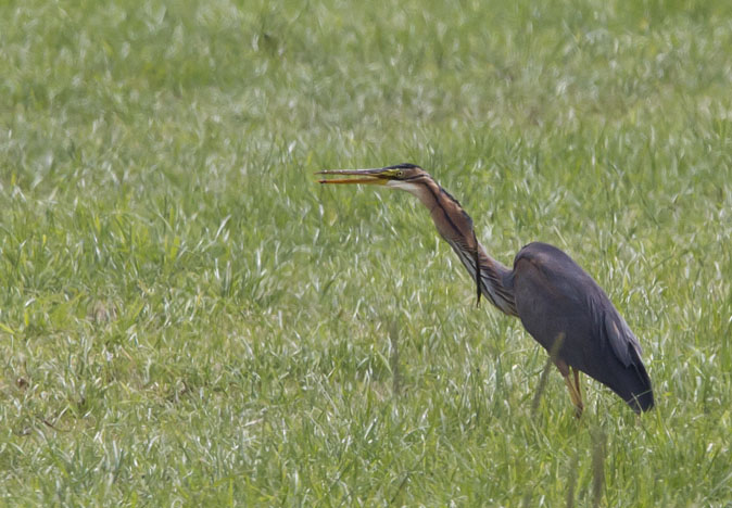 Purperreiger050711A.JPG