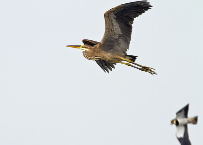 Purperreiger280711A.JPG