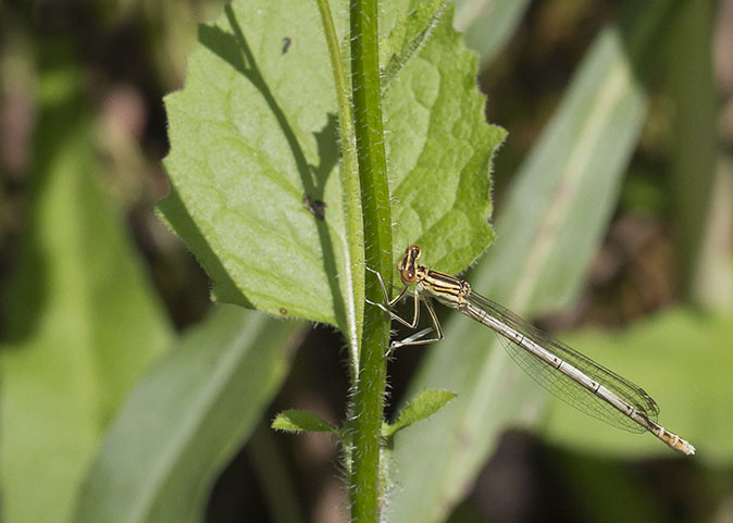 Blauwebreedscheenjuffer090612.jpg