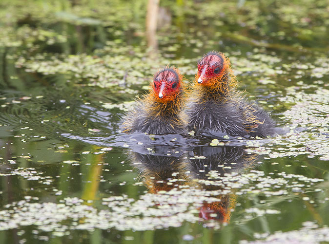 Meerkoeten290612E.jpg