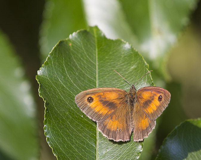 Oranjezandoogje250712.jpg