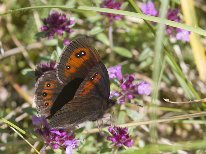 Pyreneeenzijdeerebia150612D.jpg