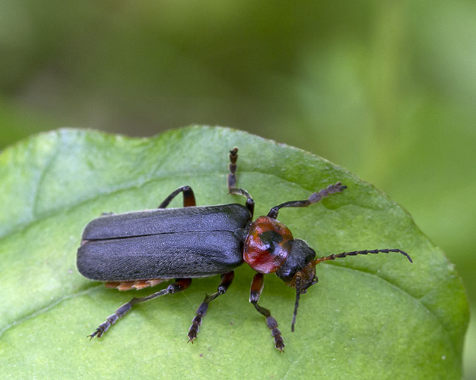 Zwartsoldaatje220612A.jpg