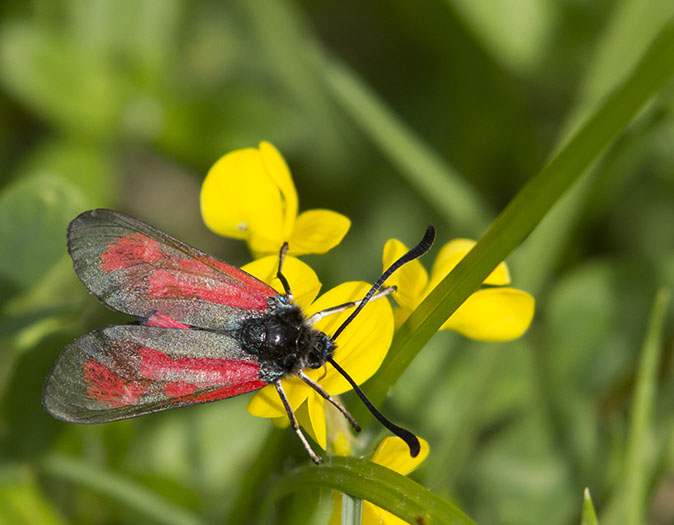 Zygaenapurpuralis150612B.jpg