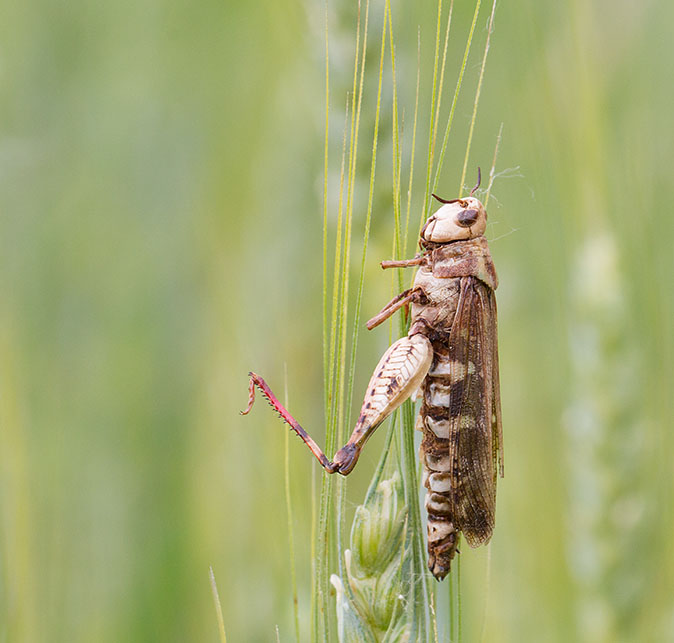 Aiolopusstrepens190613