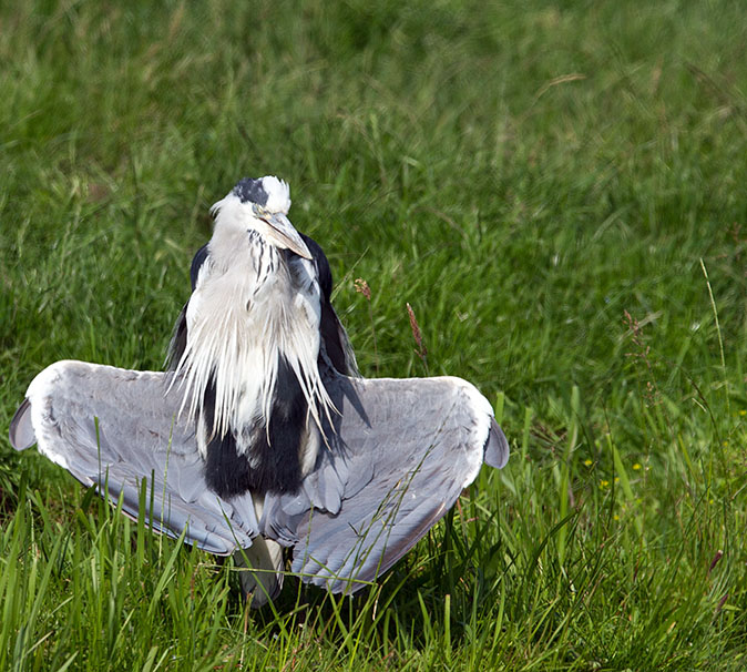 Blauwereiger050713