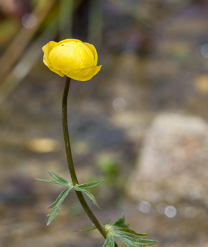 Europesetrollius100613