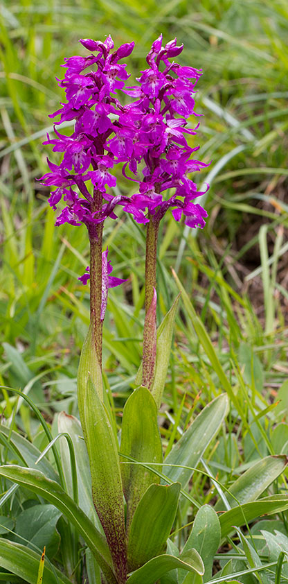 Mannetjesorchis100613A