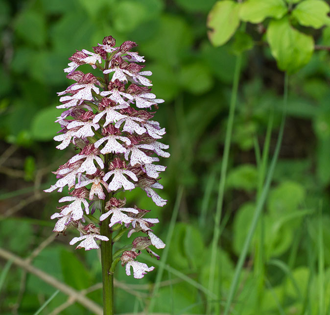 Purperorchis050613