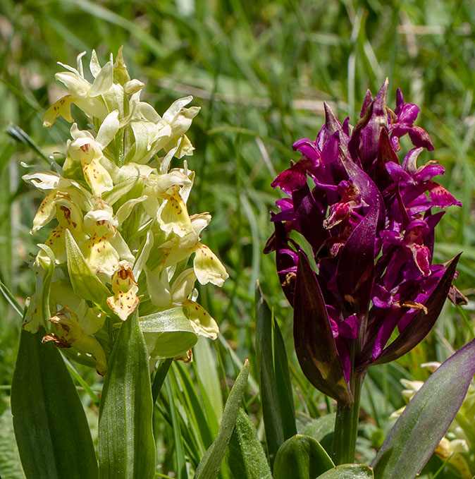 Vlierorchis120613