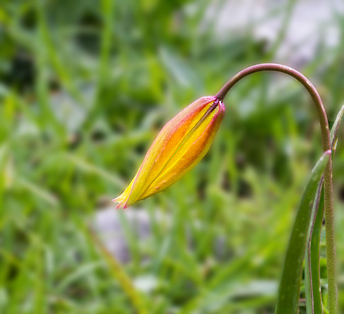 Wildetulp100613