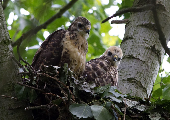 Buizerd210610.JPG