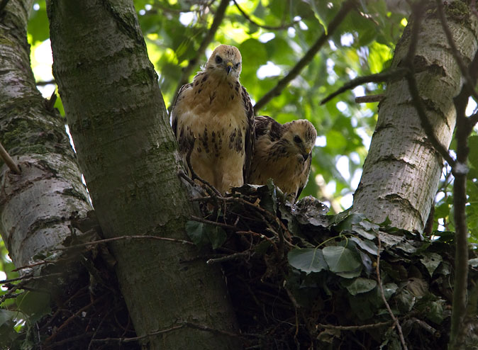 Buizerd210610E.JPG