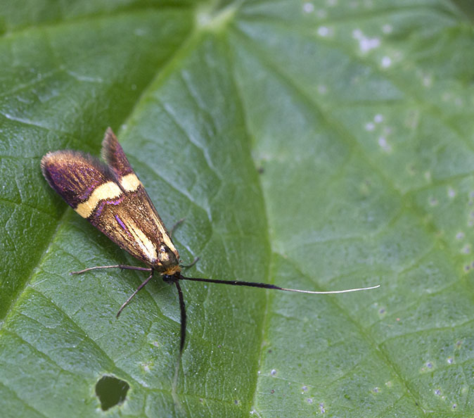 Geelbandlangsprietmot300512.jpg