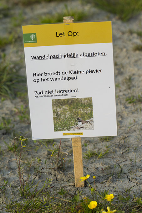 Kleineplevier_bord230512.jpg