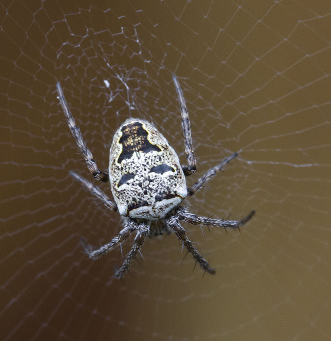 Maskerspinnetje220612.jpg