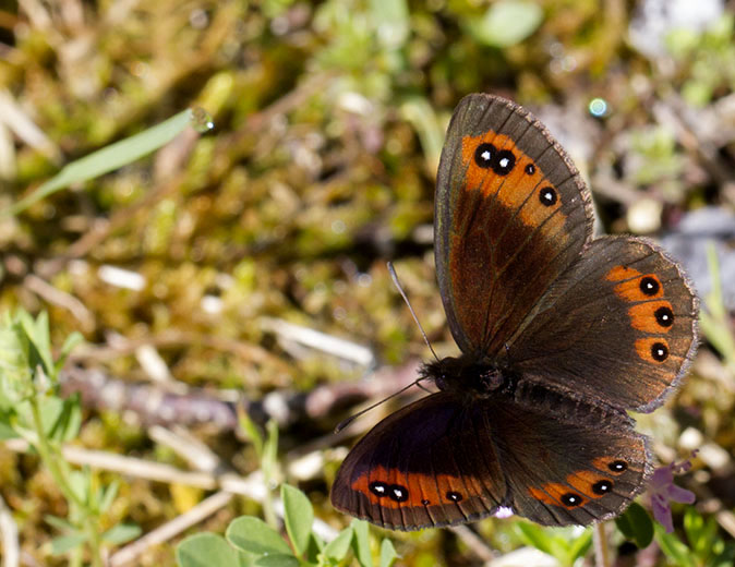 Pyreneeenzijdeerebia140612.jpg