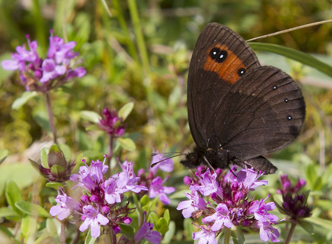 Pyreneeenzijdeerebia150612H.jpg