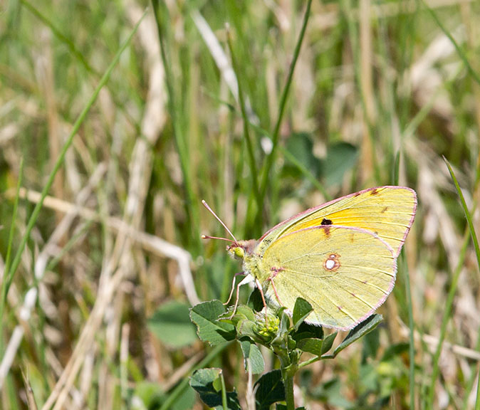 Oranjeluzernevlinder250613