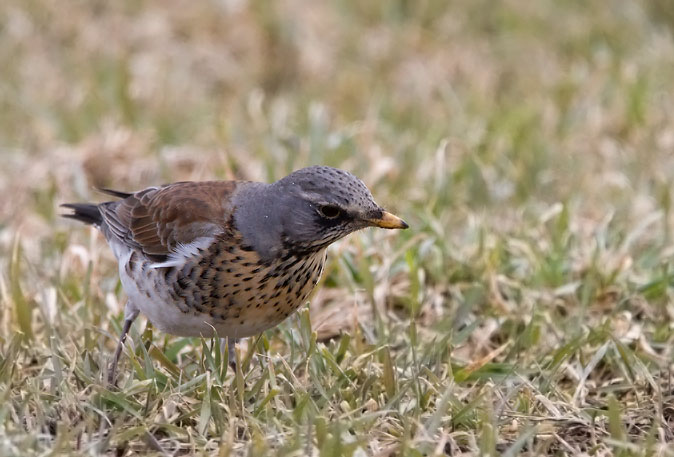 Kramsvogel080310A.JPG