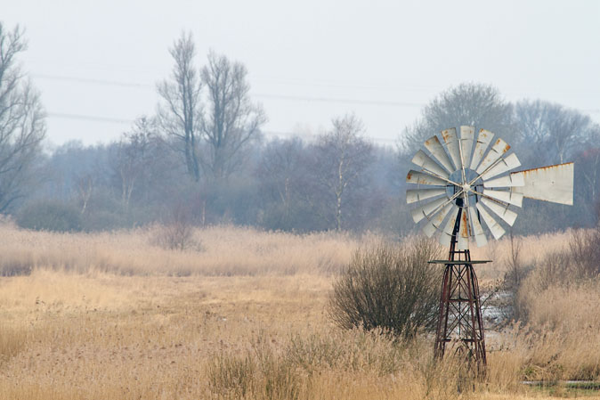 Rottigemeente270310.JPG