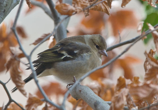 Vink150310.JPG