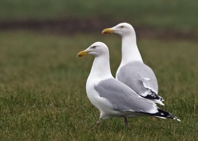 Zilvermeeuwen190310.JPG