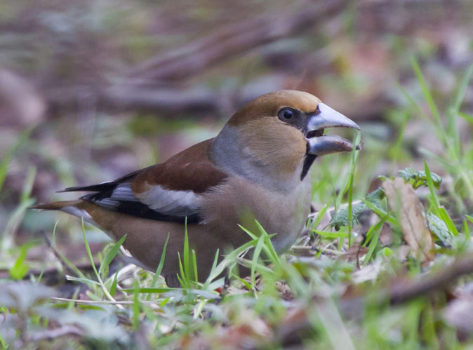 Appelvink010311A.JPG