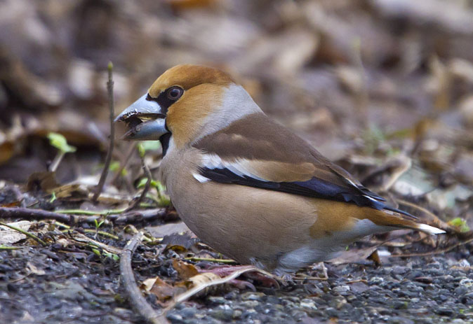 Appelvink010311E.JPG