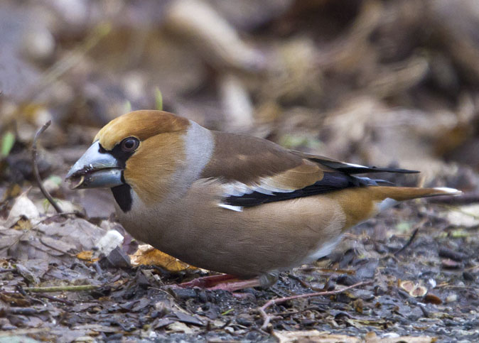 Appelvink010311G.JPG