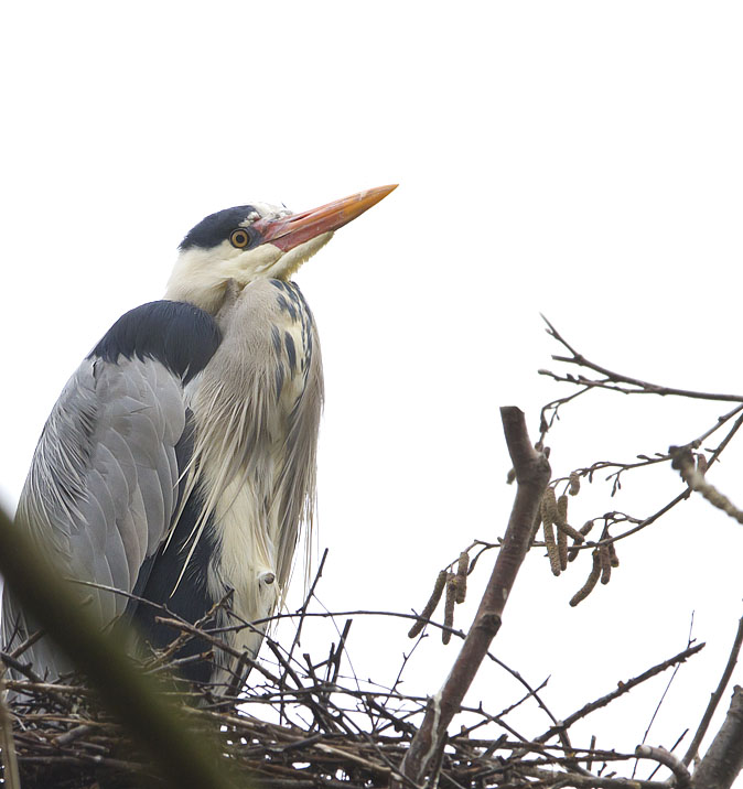 Blauwereiger020312A.jpg