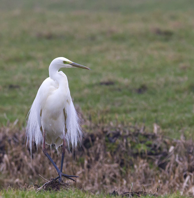 Grotezilverreiger010312A.jpg